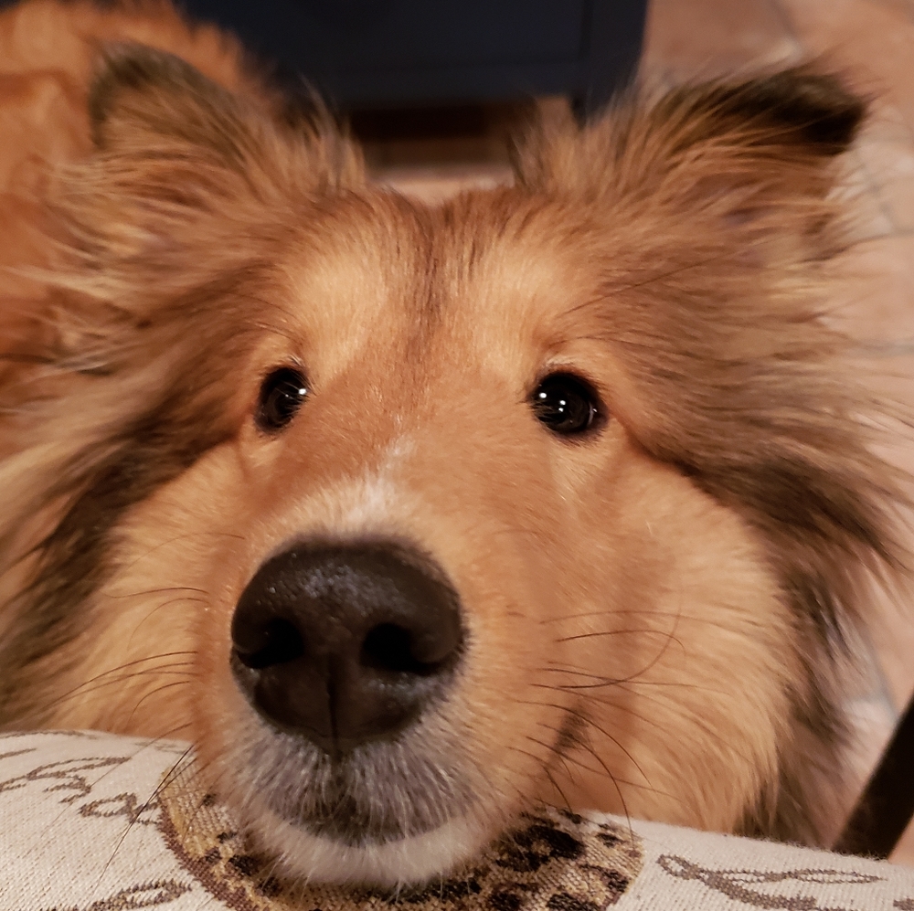 *Boop* this snoot!